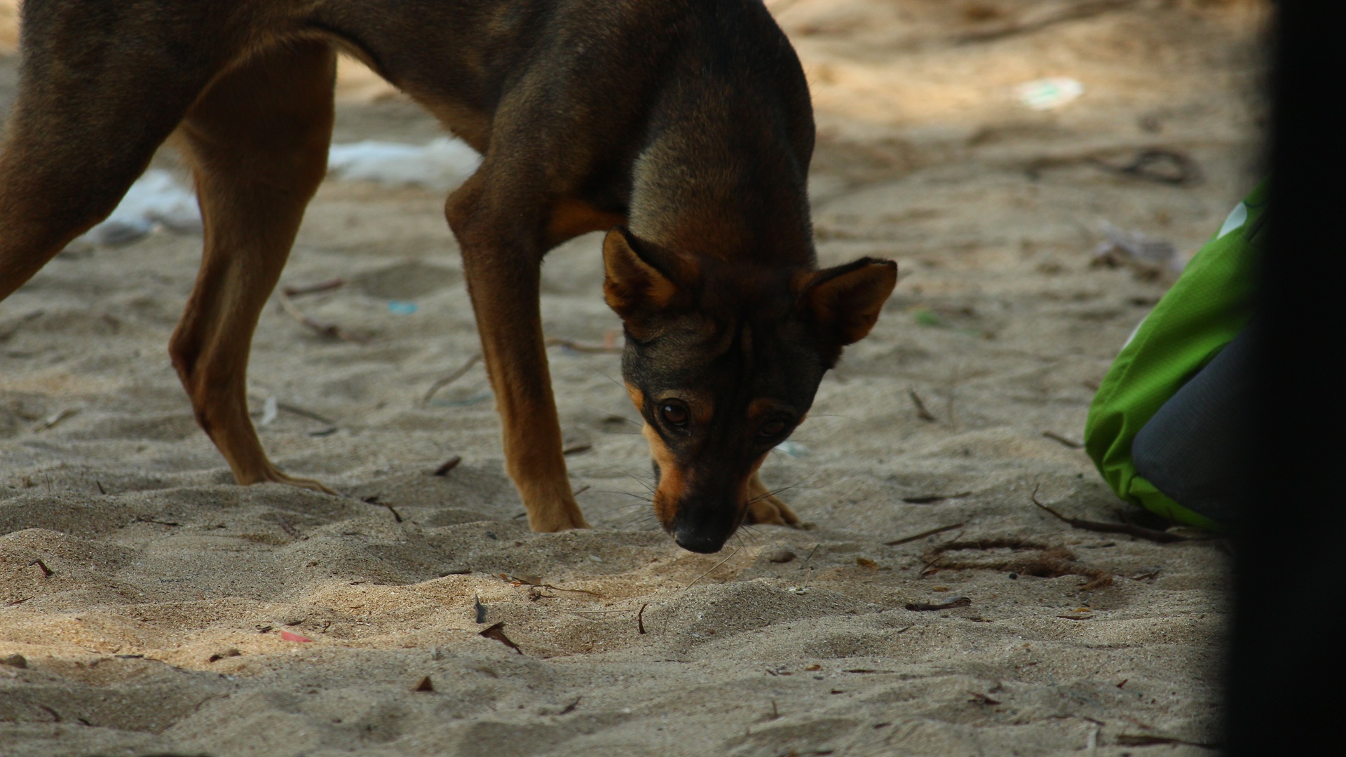 a dog on the beach looking for something to eat